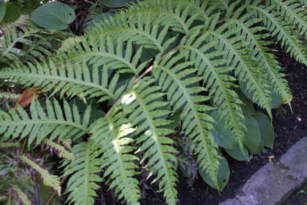 Woodwardia