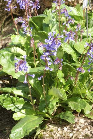 Wulfenia x schwarzii