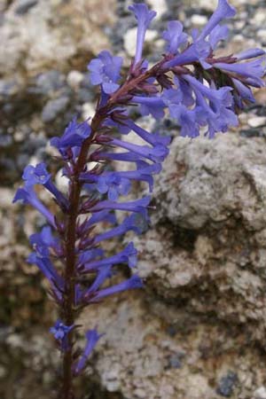 Wulfenia x schwarzii