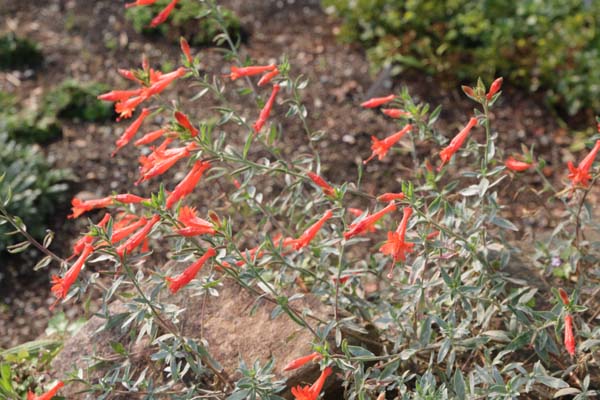 ZAUSCHNERIA cana 'Schiefelin's Choice'