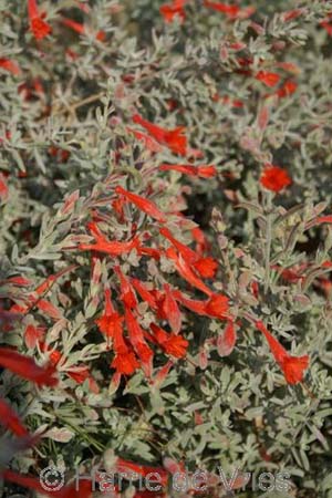 ZAUSCHNERIA californica 'Olbrich's Silver'