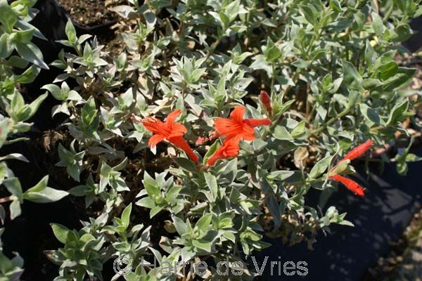 ZAUSCHNERIA septentrionale 'Waynes Silver'